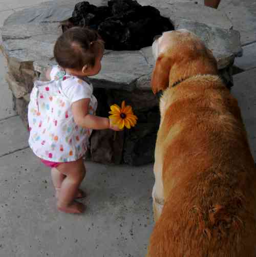 I'll show my flower to Dog-Dog