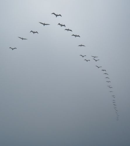 Birds checking out the sky