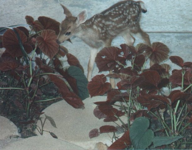 A Tasty Leaf Just for Me